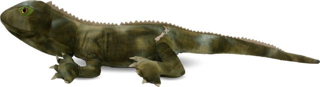 Trevor the Tuatara